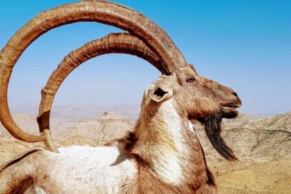Sindh Ibex: Habitat, Conservation Status, & Ecological Importance