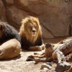 Tragedy at Lahore Safari Park: Nine Lions and Two Giraffes Die