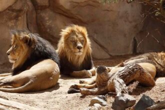 Tragedy at Lahore Safari Park: Nine Lions and Two Giraffes Die