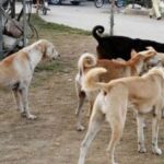 2 children injured in a stray dog attack in Karachi: safety concerns
