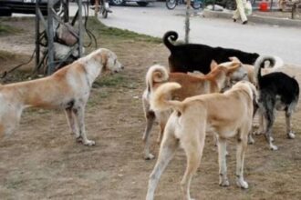 2 children injured in a stray dog attack in Karachi: safety concerns