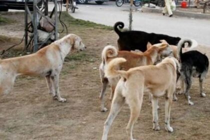 2 children injured in a stray dog attack in Karachi: safety concerns
