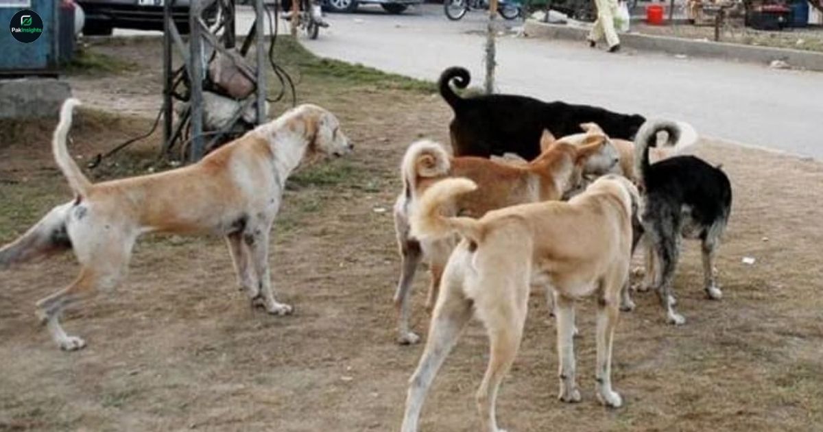 2 children injured in a stray dog attack in Karachi: safety concerns