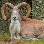 Urial – The Endangered Wild Sheep of South and Central Asia