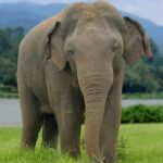Asian Elephant: Endangered Giant of Asia Facing Survival Threats