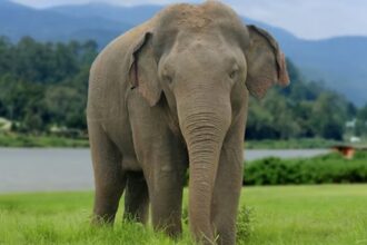 Asian Elephant: Endangered Giant of Asia Facing Survival Threats