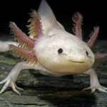 Axolotl – The Fascinating “Walking Fish” of the Animal World
