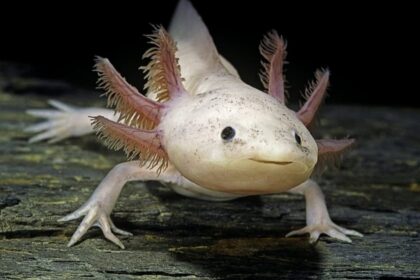 Axolotl – The Fascinating “Walking Fish” of the Animal World