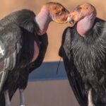 California Condor – The Critically Endangered Giant
