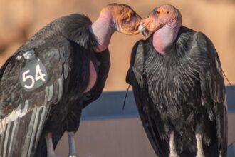 California Condor – The Critically Endangered Giant