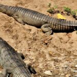 Gharial: Critically Endangered Fish-Eating Crocodile of South Asia
