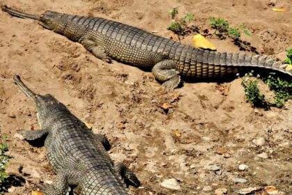 Gharial: Critically Endangered Fish-Eating Crocodile of South Asia
