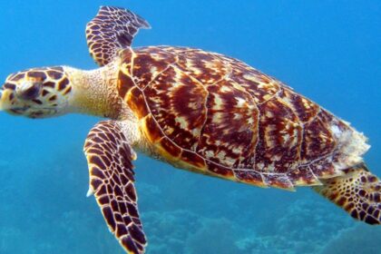 Hawksbill Sea Turtle: Habitat, Behavior, and Conservation