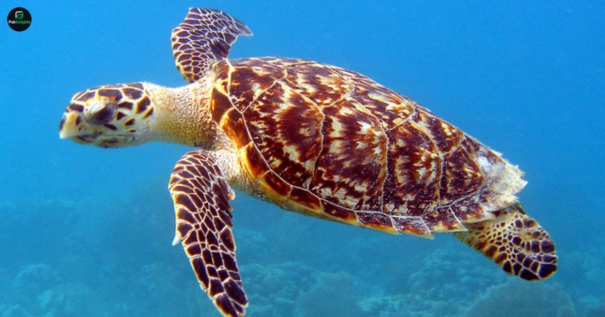Hawksbill Sea Turtle: Habitat, Behavior, and Conservation