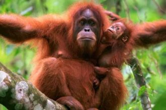 Inside the World of the Critically Endangered Sumatran Orangutan