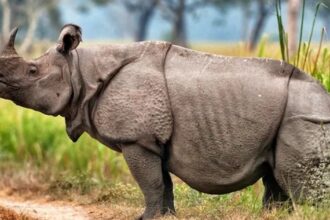 Javan Rhinoceros: One of the World’s Most Endangered Animals