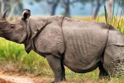 Javan Rhinoceros: One of the World’s Most Endangered Animals