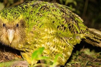Kakapo – The Critically Endangered Flightless Parrot