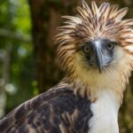 Philippine Eagle – The Majestic Bird of the Philippines