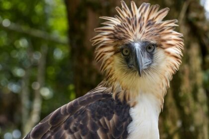 Philippine Eagle – The Majestic Bird of the Philippines