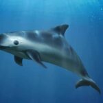 Vaquita — The World’s Most Endangered Marine Mammal