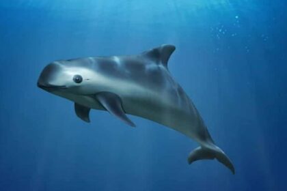 Vaquita — The World’s Most Endangered Marine Mammal