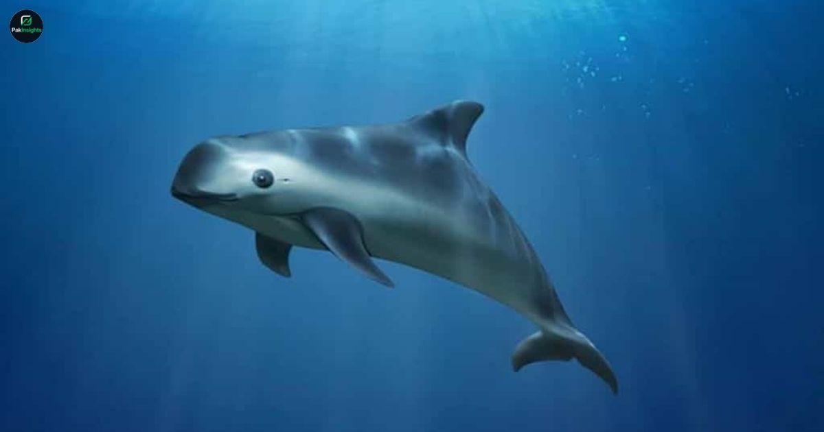 Vaquita — The World’s Most Endangered Marine Mammal