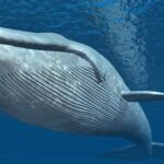 Endangered Blue Whale – The Ocean’s Gentle Giant