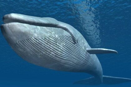 Endangered Blue Whale – The Ocean’s Gentle Giant