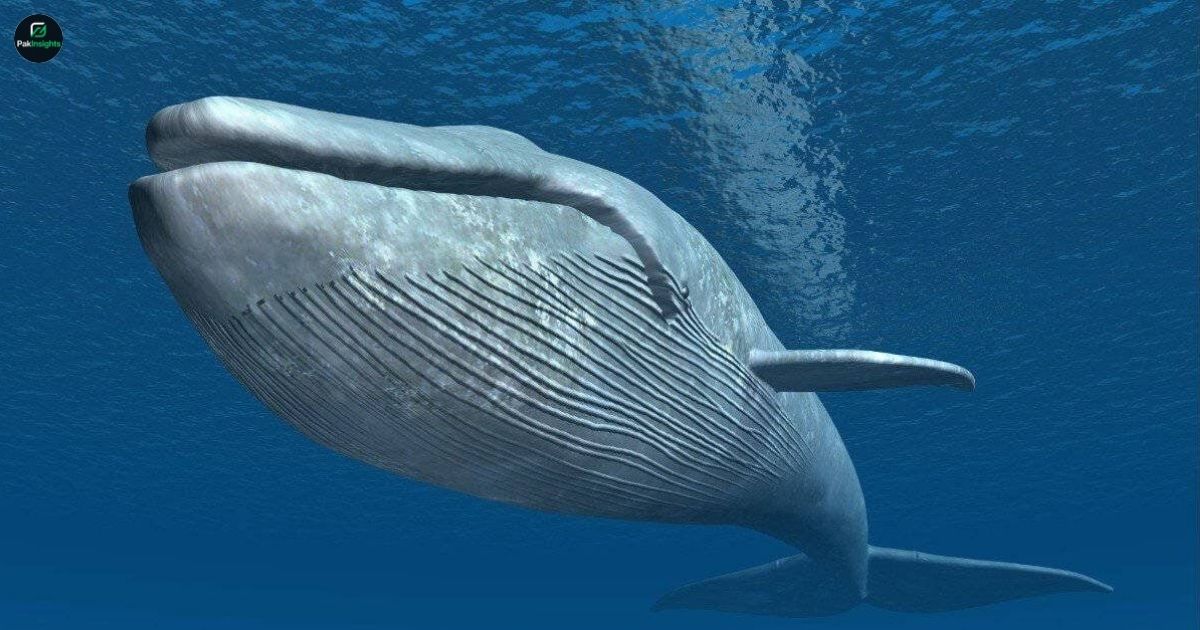 Endangered Blue Whale – The Ocean’s Gentle Giant