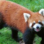Endangered Red Panda Facts: Biology, Habitat, and Protection Tips