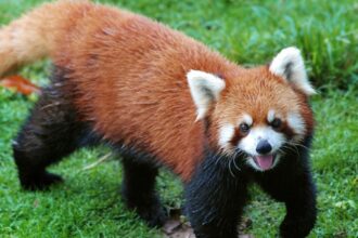 Endangered Red Panda Facts: Biology, Habitat, and Protection Tips