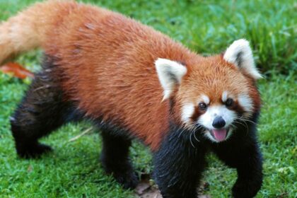 Endangered Red Panda Facts: Biology, Habitat, and Protection Tips
