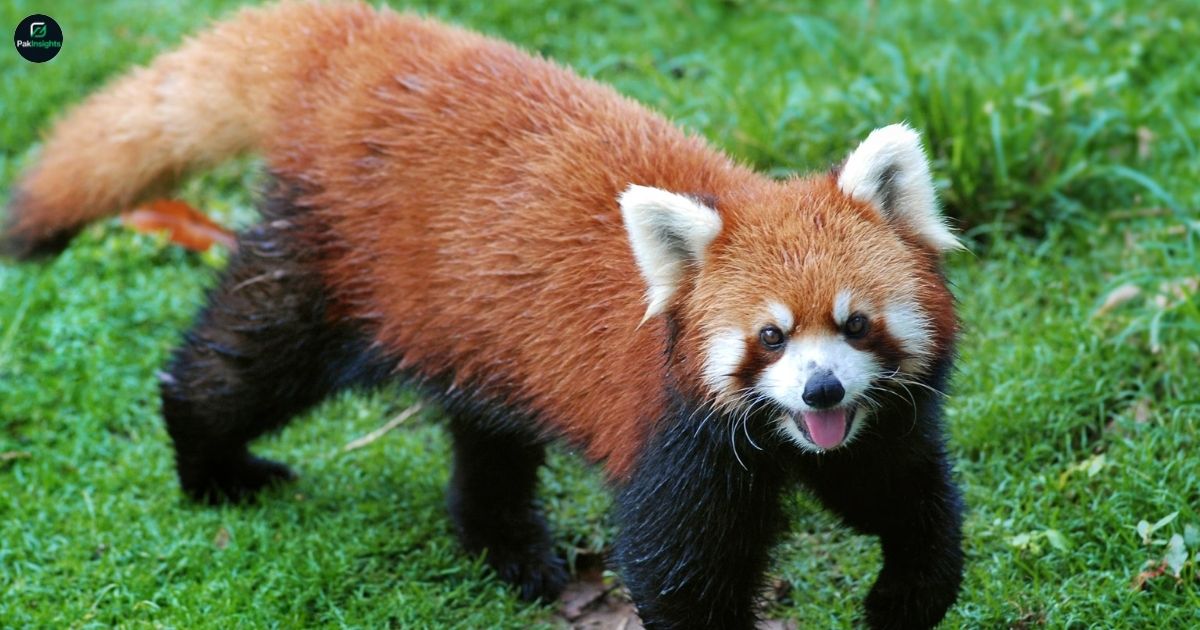 Endangered Red Panda Facts: Biology, Habitat, and Protection Tips