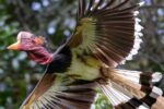 Helmeted Hornbill: Asia’s Rare Giant Bird Fighting Extinction
