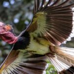 Helmeted Hornbill: Asia’s Rare Giant Bird Fighting Extinction