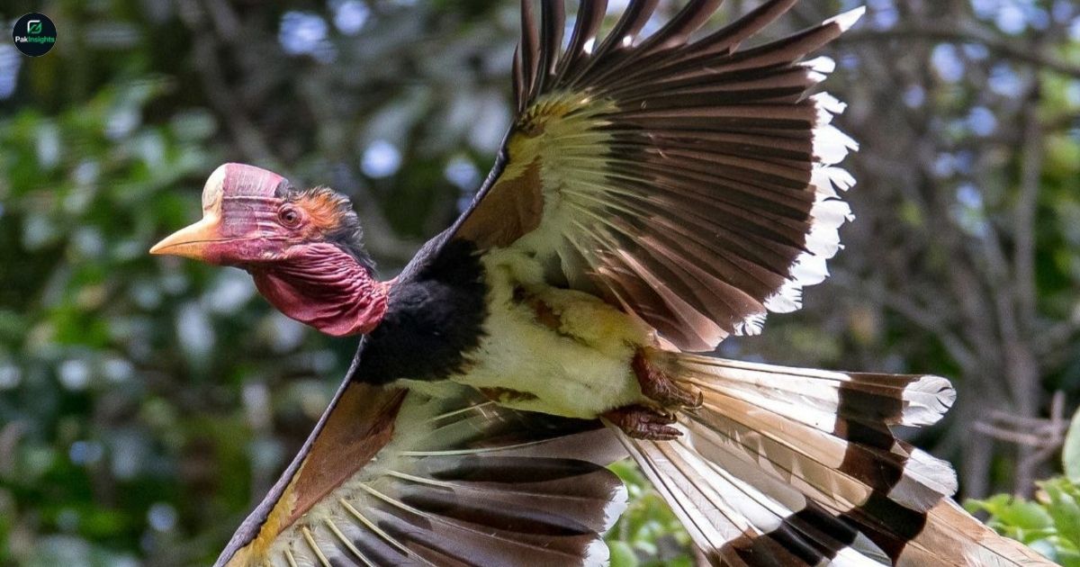 Helmeted Hornbill: Asia’s Rare Giant Bird Fighting Extinction