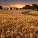 How Weather Shocks Are Reducing Wheat Output in South Punjab
