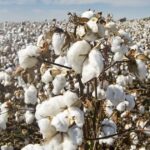 Hybrid Cotton Imports Allowed Too Late for This Season Issue