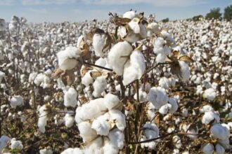 Hybrid Cotton Imports Allowed Too Late for This Season Issue