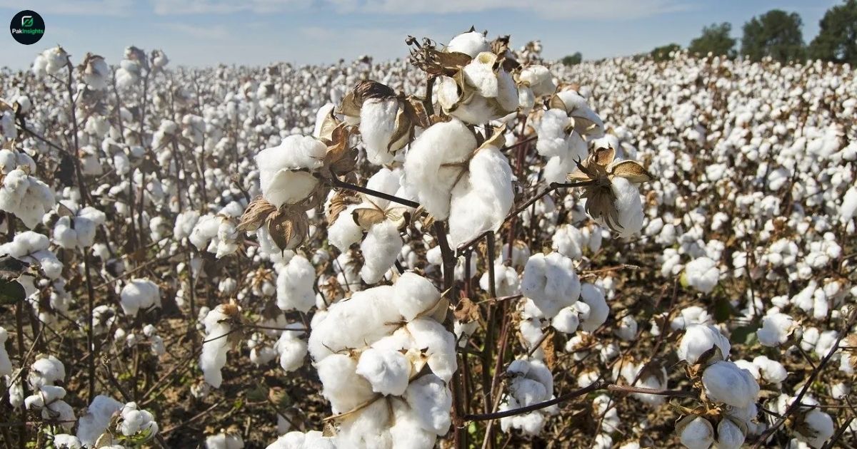 Hybrid Cotton Imports Allowed Too Late for This Season Issue