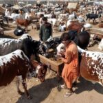 Karachi Administration Tightens Rules for Eid Cattle Mandi Setup