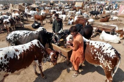 Karachi Administration Tightens Rules for Eid Cattle Mandi Setup