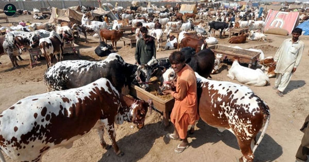 Karachi Administration Tightens Rules for Eid Cattle Mandi Setup