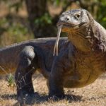 Komodo Dragon: The Mighty Endangered Lizard of Indonesia