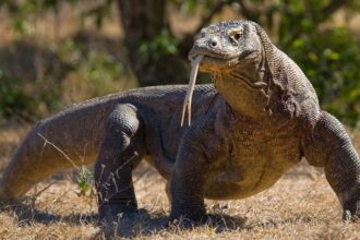 Komodo Dragon: The Mighty Endangered Lizard of Indonesia