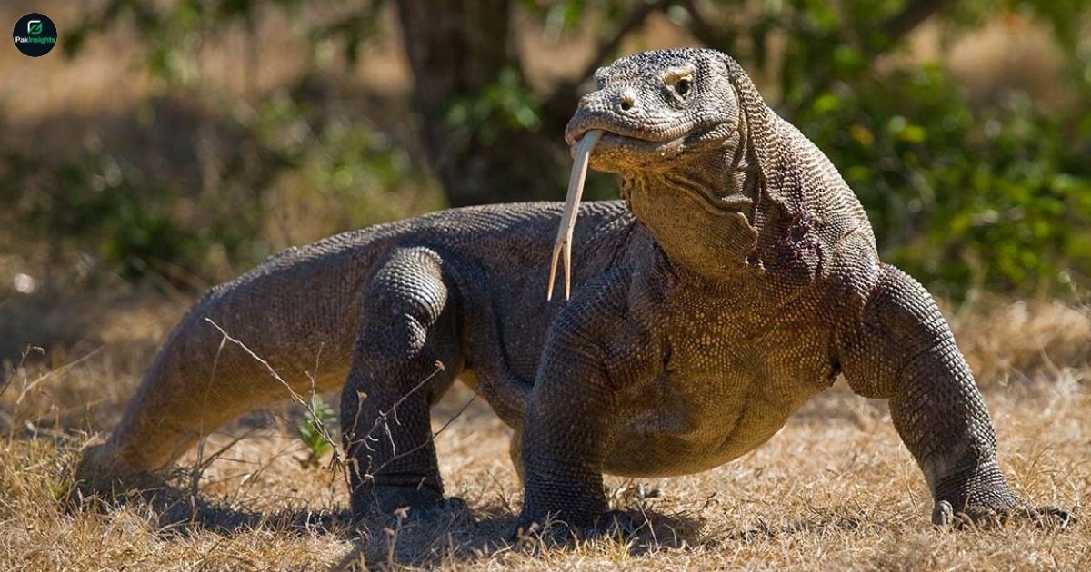 Komodo Dragon: The Mighty Endangered Lizard of Indonesia
