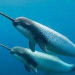Narwhal: The “Unicorn of the Sea” Facing Climate Change Threats