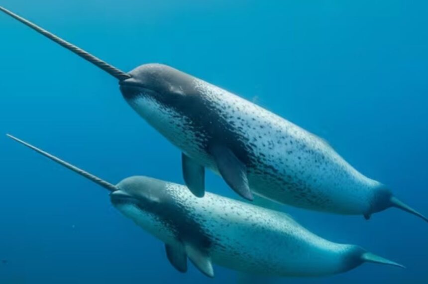 Narwhal: The “Unicorn of the Sea” Facing Climate Change Threats