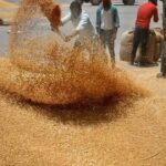 Punjab boosts private wheat buying as procurement falls short
